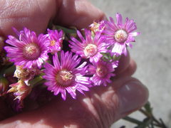 Ruschia klipbergensis