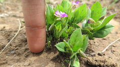 Polygala amatymbica