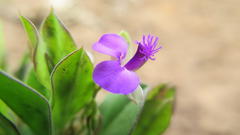 Polygala amatymbica