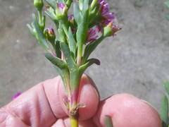 Ruschia klipbergensis
