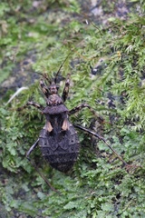 Acanthaspis westermanni