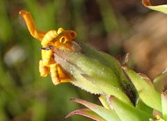 Osteospermum polygaloides polygaloides