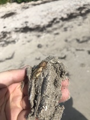 Neoscapteriscus abbreviatus