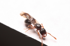 Myrmecina americana