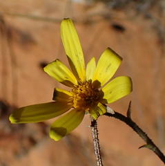 Osteospermum polygaloides polygaloides