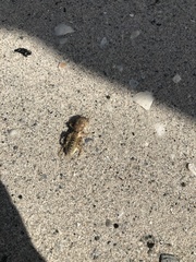 Neoscapteriscus abbreviatus