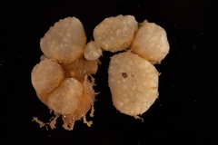 Polyclinum aurantium