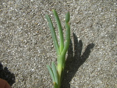Ruschia klipbergensis