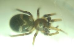 Phrurolithus