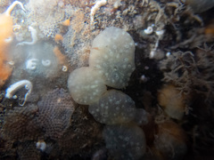 Polyclinum aurantium