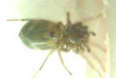 Phrurolithus