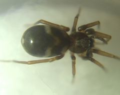 Phrurolithus