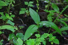 Peristylus