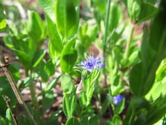 Polygala amatymbica