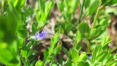 Polygala amatymbica