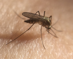 Aedes trivittatus
