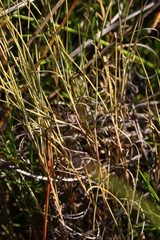 Amphipogon