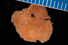 Escharoides coccinea