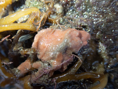 Escharoides coccinea