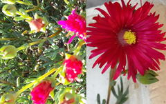Lampranthus coccineus