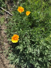 Eschscholzia californica