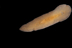 Leptoplana tremellaris