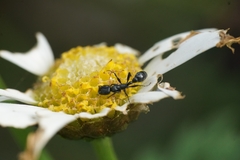 Pseudomyrmex lynceus