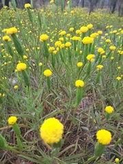 Podotheca gnaphalioides