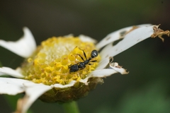 Pseudomyrmex lynceus