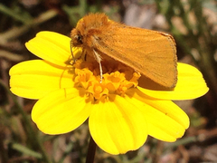 Xanthothrix ranunculi