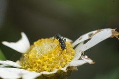 Pseudomyrmex lynceus