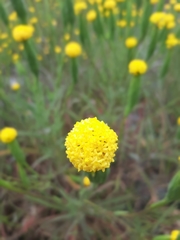 Podotheca gnaphalioides