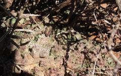 Duvalia caespitosa pubescens