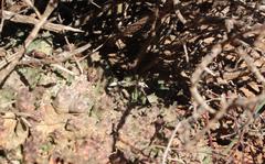 Duvalia caespitosa pubescens