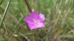 Dianthus zeyheri
