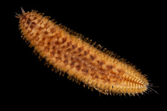 Harmothoe extenuata
