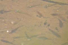 Aplocheilus lineatus