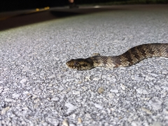 Nerodia fasciata × clarkii