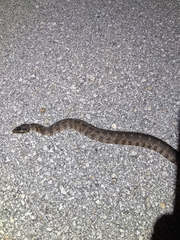 Nerodia fasciata × clarkii