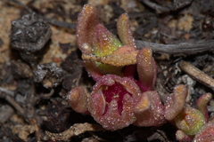 Cleretum papulosum