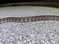 Nerodia fasciata × clarkii