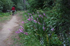 Watsonia marginata