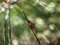 Neospintharus trigonum