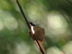 Neospintharus trigonum