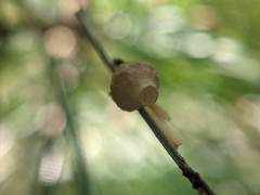 Neospintharus trigonum