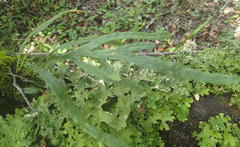 Polypodium ensiforme
