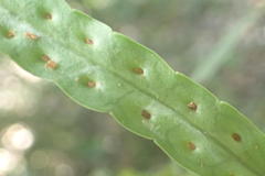 Polypodium ensiforme
