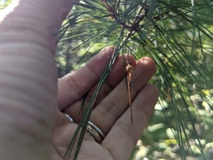 Neospintharus trigonum