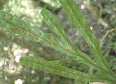 Polypodium ensiforme