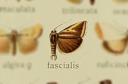 Emmelia fascialis